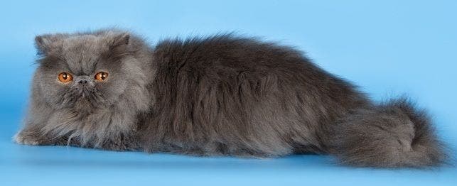 Choosing a Persian