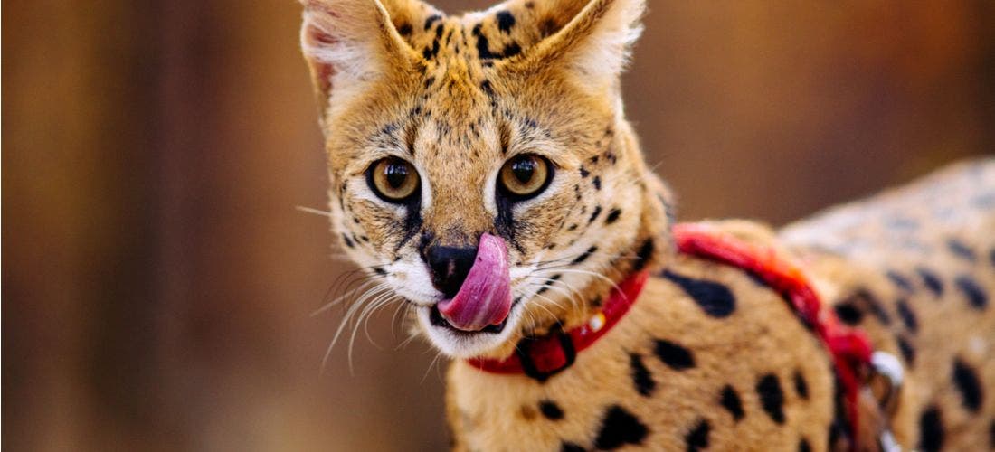 A serval sales