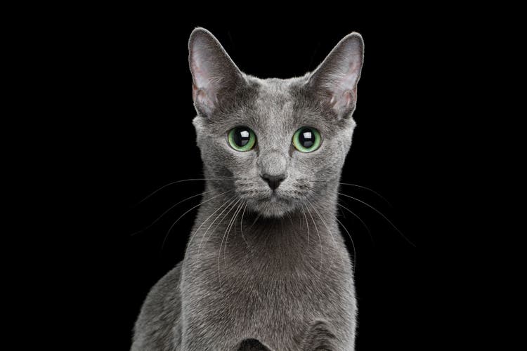 Portrait of Russian Blue cat on isolated black background.