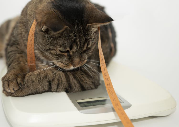 Understanding Obesity in Cats