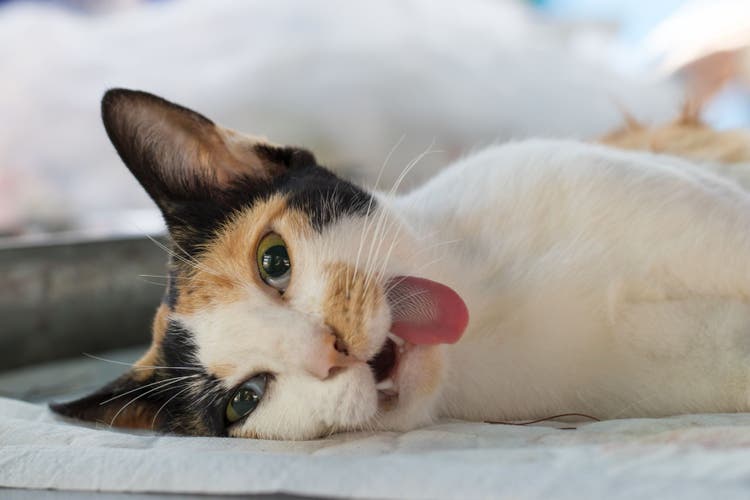 minoxidil toxicity in cats