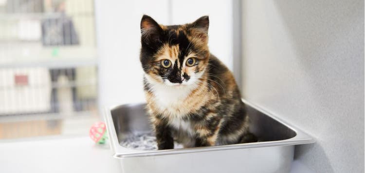 A calico cat sits in its litter box.