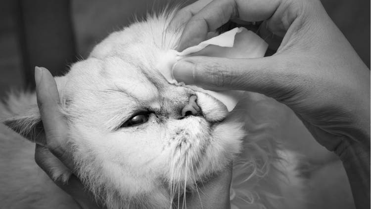 A cat owner administers medication to their pet's left eye.