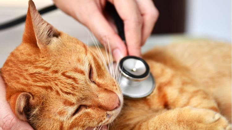 Diseases and Conditions of Cats