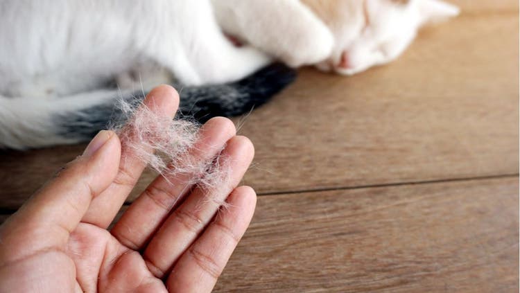 A pet owner holds a clump of white cat hair.