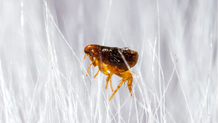 A single flea stands in a field of white pet hair.