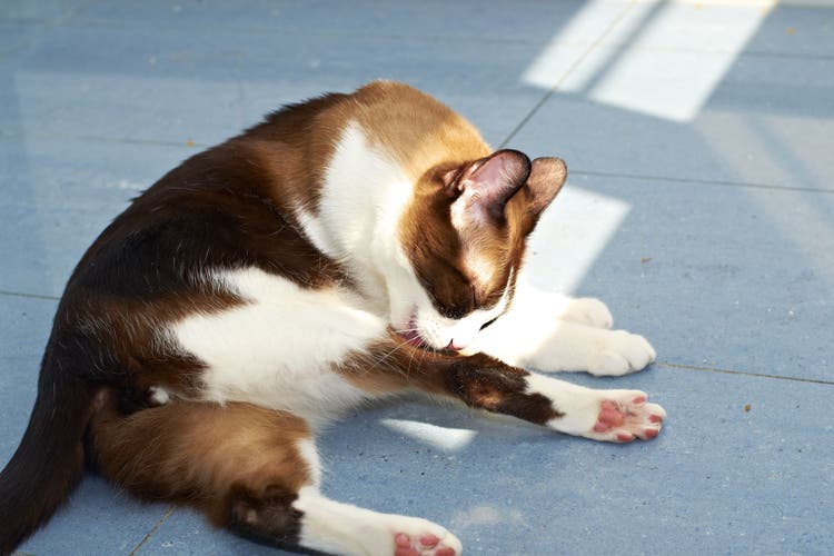 A cat licking their fur.