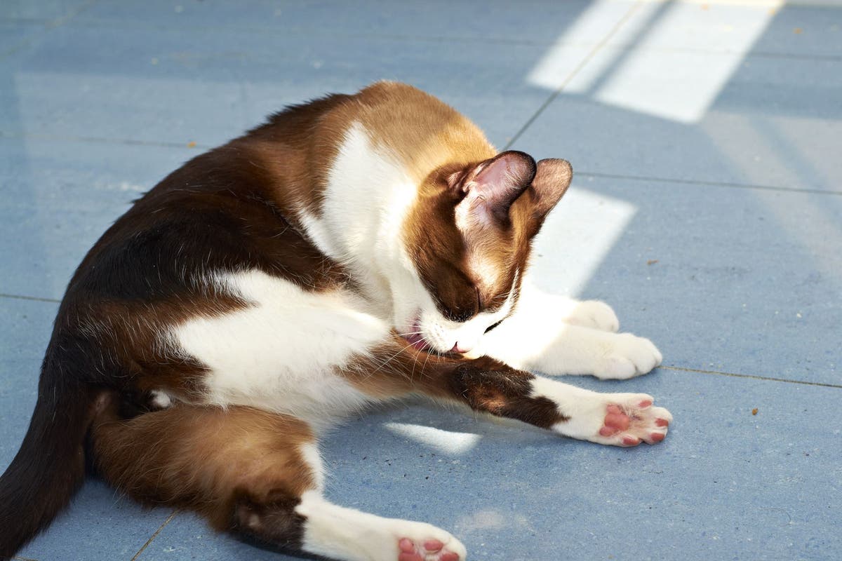 Why Would A Cat Lick Its Fur Off My Cat is Licking Her Fur Off, What Do I Do? - PetPlace