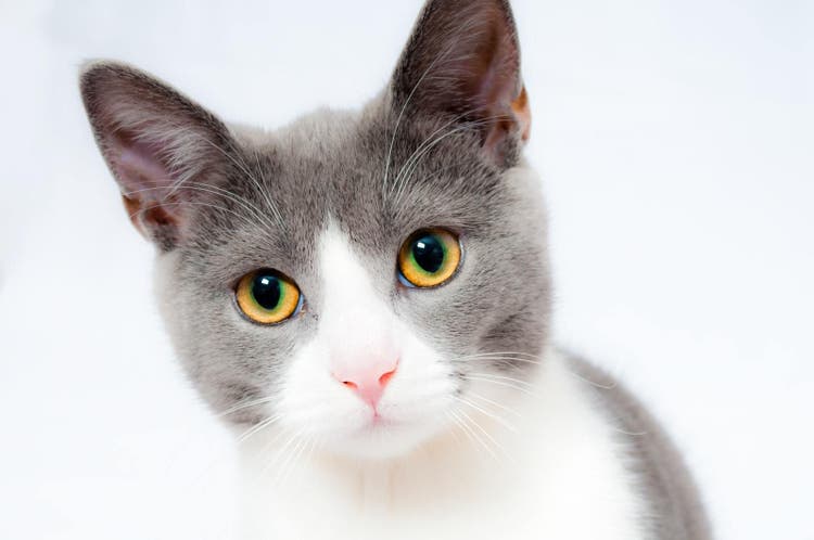 FIP in cats