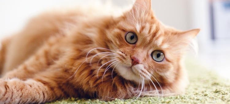 How to induce vomiting in cats.
