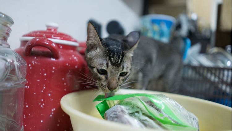 A cat licks some plastic garbage.