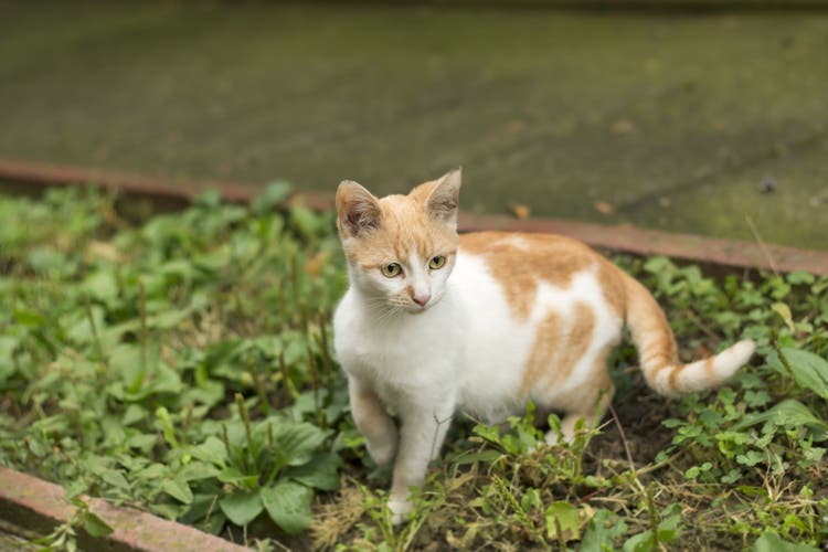 tail trauma in cats