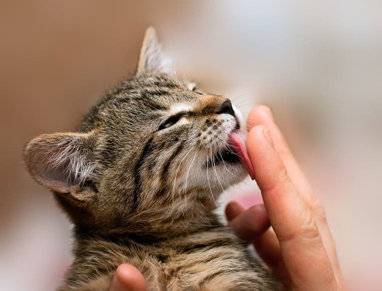 why do cats lick you