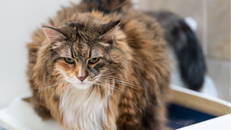 A sick-looking cat stands in their litterbox.