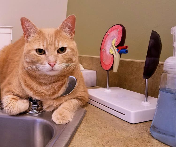 kidney failure in cats