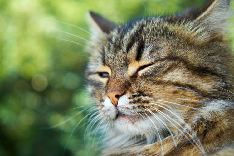 mammary gland swelling in cats