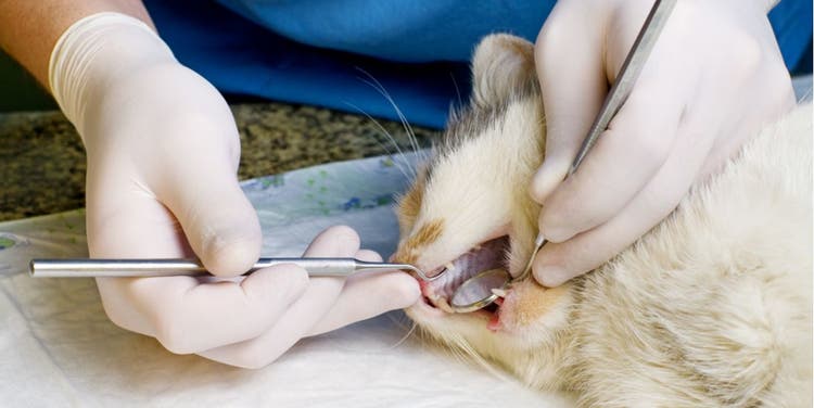 Here are signs of tooth fracture in cats.
