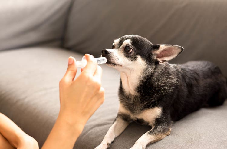 clonidine for dogs and cats