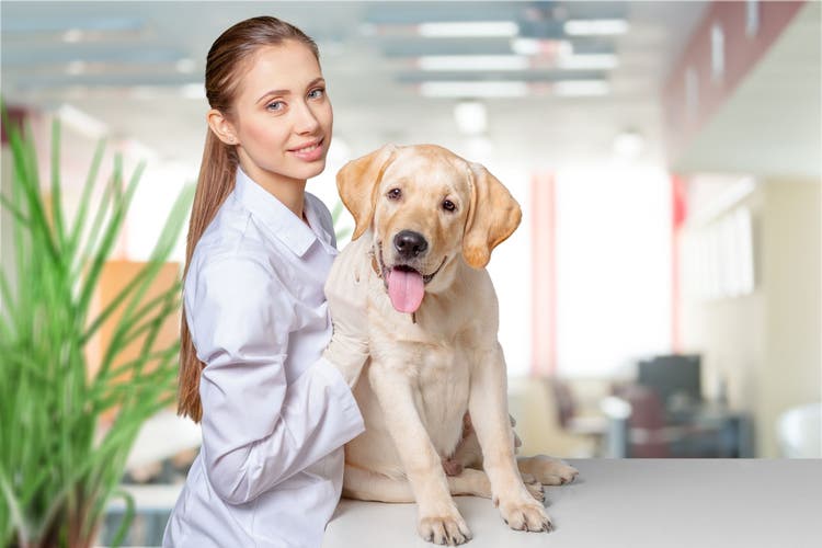 miralax for dogs and cats