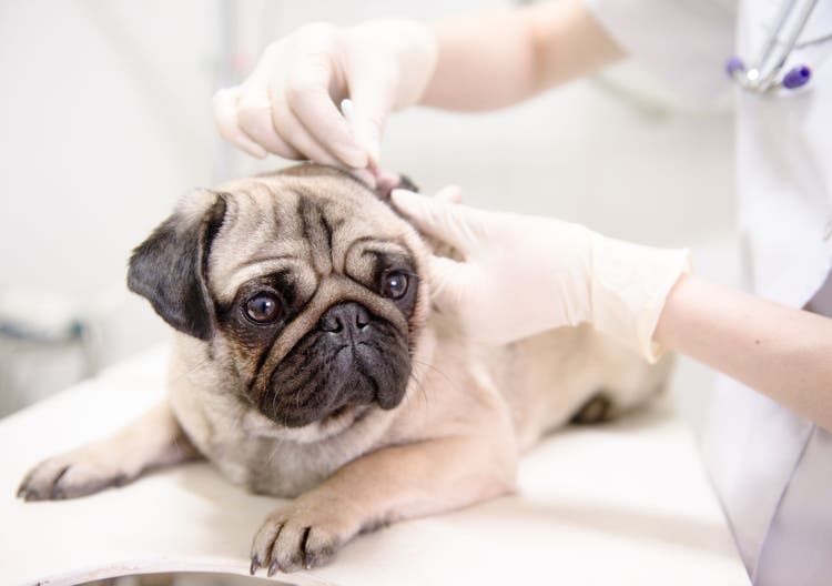 simethicone for dogs and cats