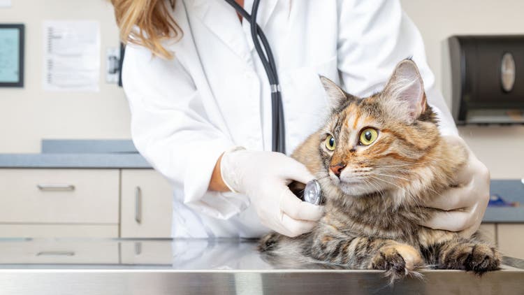 Revolution® PLUS (Selamectin and Sarolaner Topical Solution) for Cats