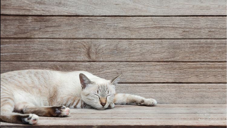 CRP in Cats