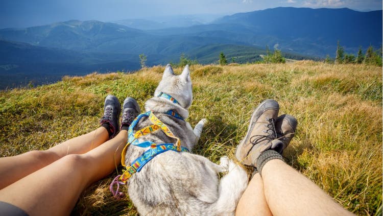 Two hikers and their dog gaze into the distance.