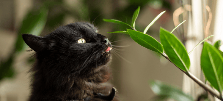 A cat sniffing a potentially toxic plant. Here are tips for poison prevention.
