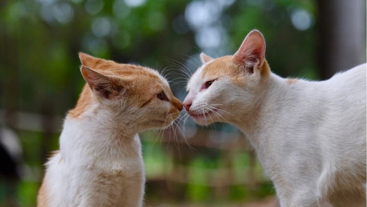 Two cats touch noses in an attempt to communicate.