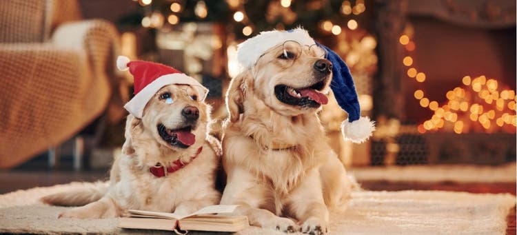 Two dogs enjoying the holiday season.