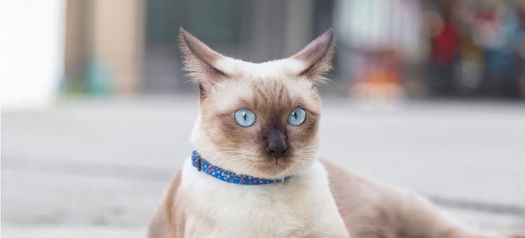 A cute Siamese cat with a blue collar.