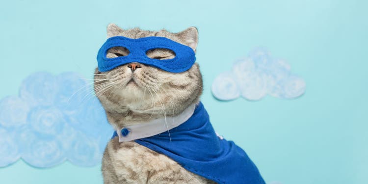 captain marvel cat