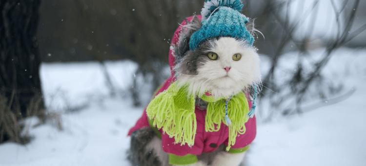 A cat dressed up for cold weather.