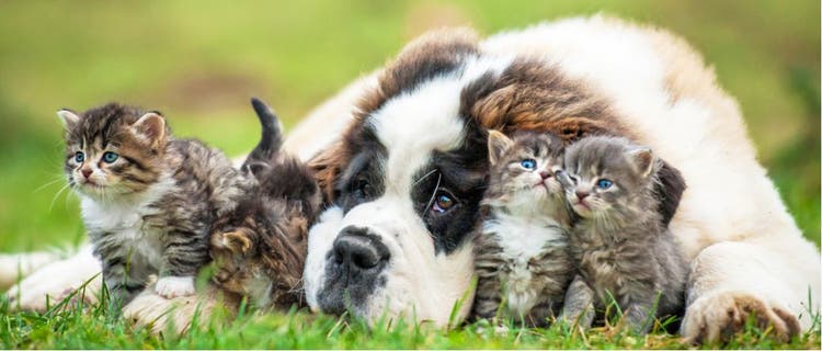 A St. Bernard and his kitten friends lounge on the grass.