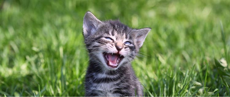 A tabby cat lets out a big meow.
