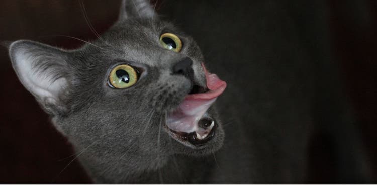 Here's how to deal with your cat's quirky behavior.