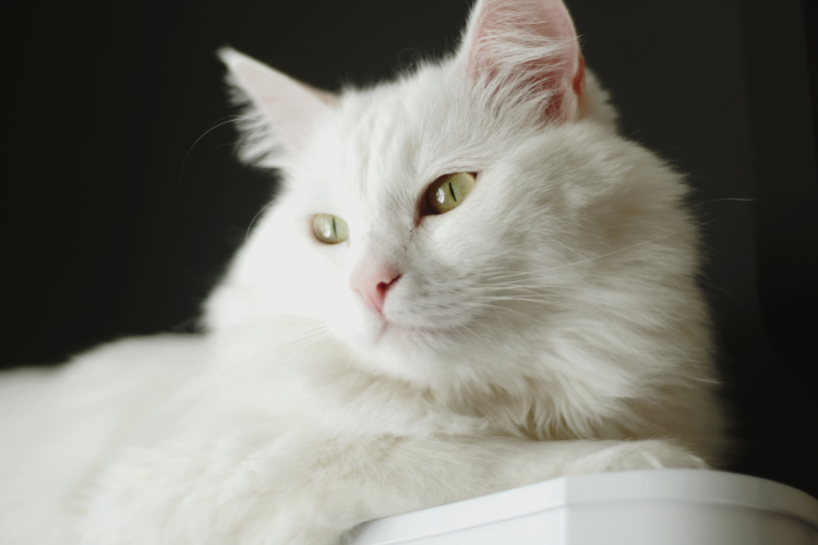 A Turkish Angora cat, the best cat breed for a Capricorn