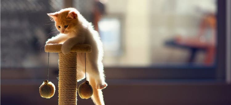 A kitten climbs its scratching post.