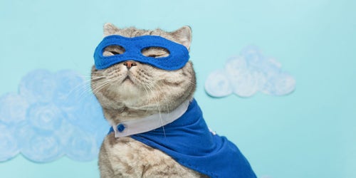 Captain marvel deals cat collar