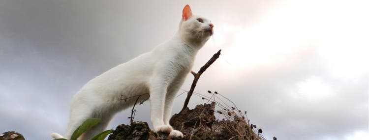 These three heroic cats embody bravery.