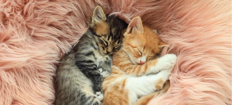Kitty videos for cats to watch deals