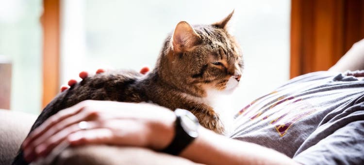 Spoil your senior cat.