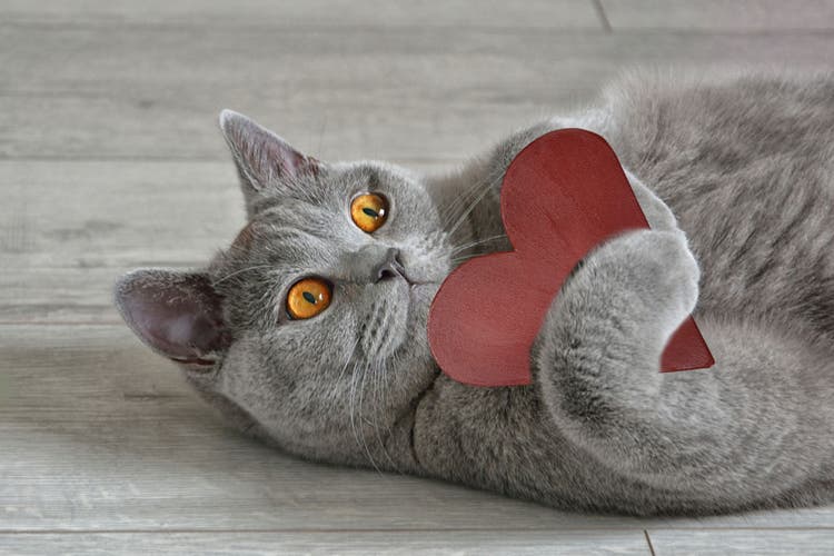 Your Purr-fect Horoscope...for February