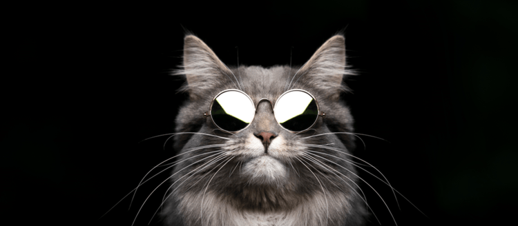 A celebrity cat wearing sunglasses.