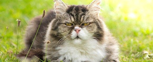 Bad things about having shop a cat