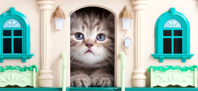 Having a space just for your cat can positively impact their behavior.