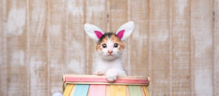 Safe and fun ways to celebrate Easter with your cat.