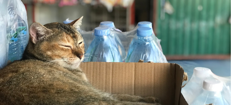 A bodega cat naps next to the bottled water.