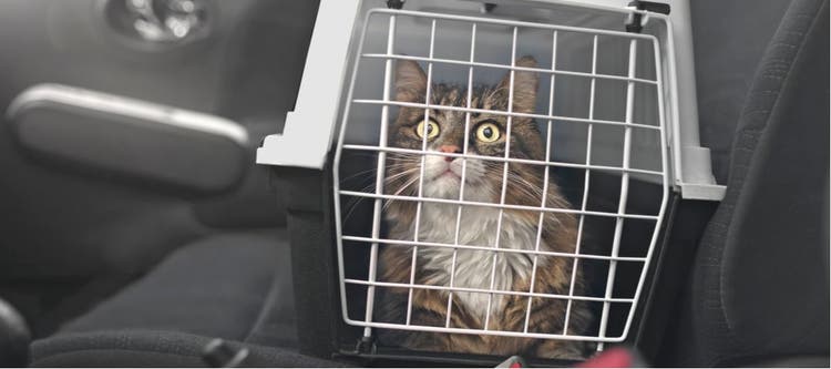 Maine Coon cat in its crate during a road trip.