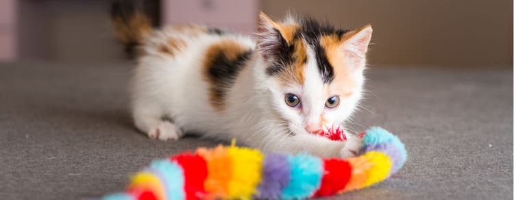 Calico plays with a toy.
